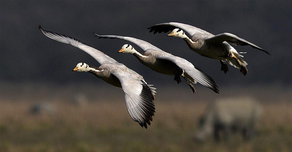 Picture 25 of Beautiful spring moment in the Northern Hemisphere