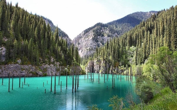 Picture 1 of Beautiful underwater forest in Kazakhstan