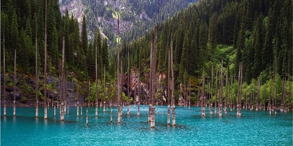 Picture 2 of Beautiful underwater forest in Kazakhstan