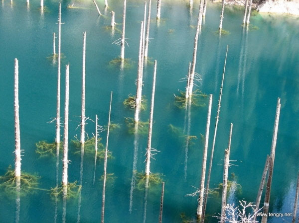 Picture 3 of Beautiful underwater forest in Kazakhstan