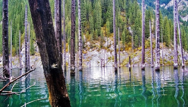 Picture 5 of Beautiful underwater forest in Kazakhstan
