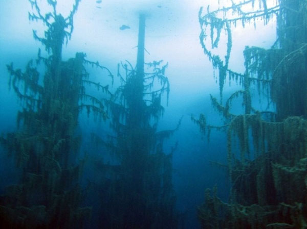 Picture 6 of Beautiful underwater forest in Kazakhstan