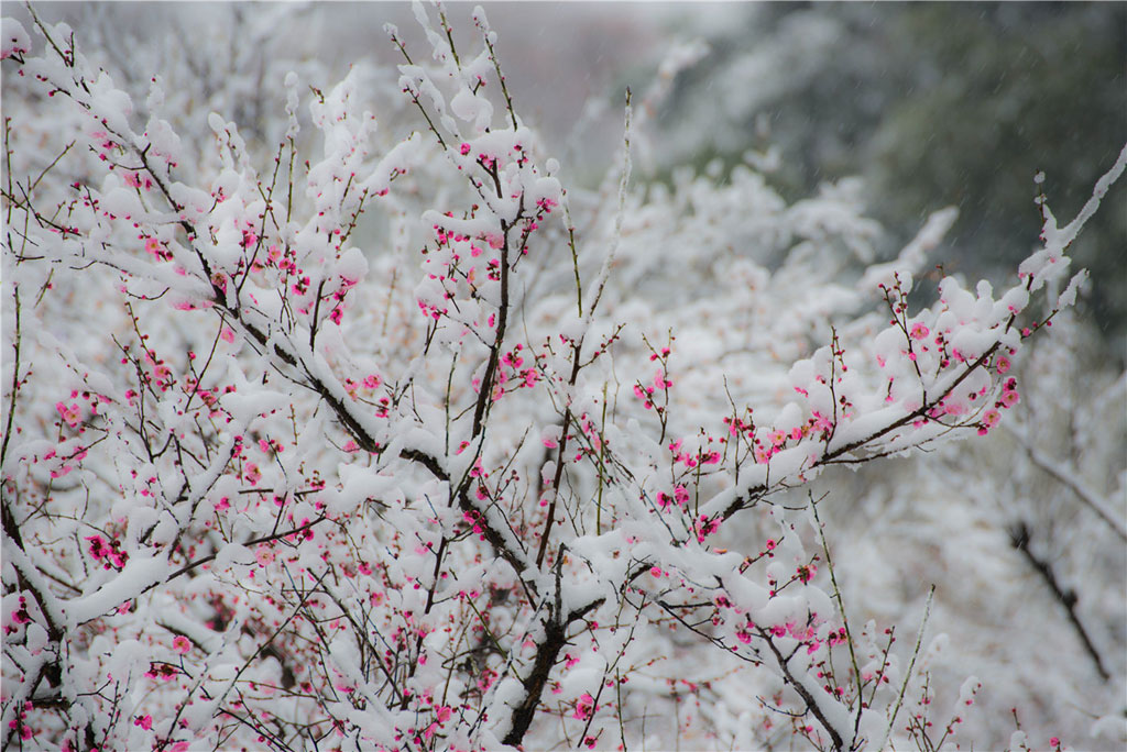 Picture 10 of Beautiful white snow cover at scenic spots in China