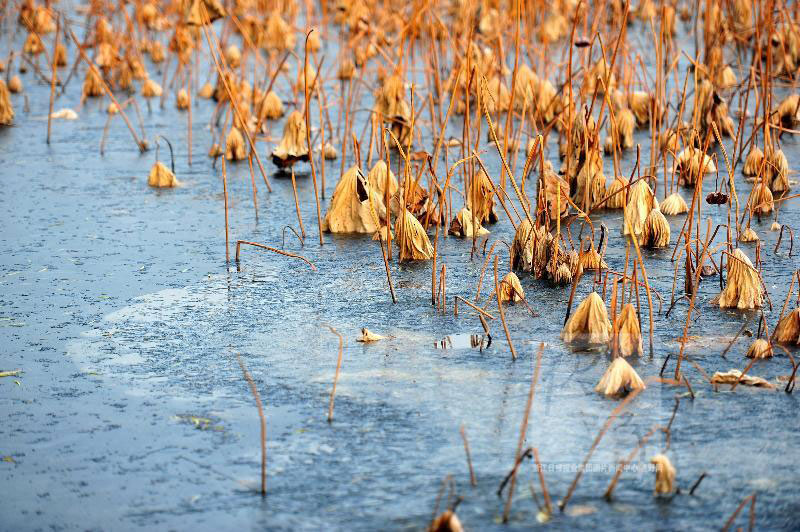 Picture 11 of Beautiful white snow cover at scenic spots in China