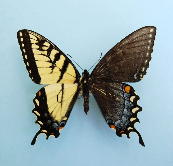 Picture 1 of Beautiful wings of butterflies