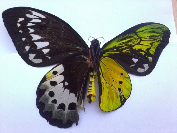 Picture 2 of Beautiful wings of butterflies