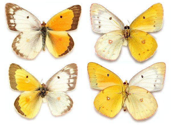 Picture 3 of Beautiful wings of butterflies
