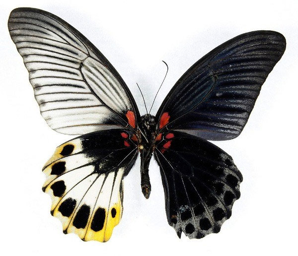 Picture 4 of Beautiful wings of butterflies