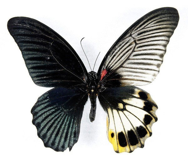 Picture 5 of Beautiful wings of butterflies