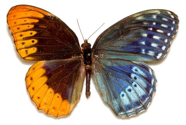 Picture 6 of Beautiful wings of butterflies