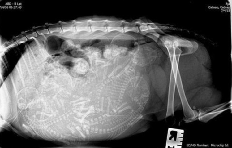 Picture 10 of Beautiful X-ray images shudder about pregnant animals
