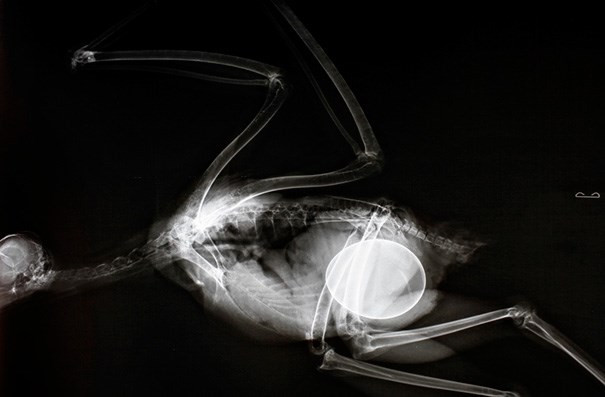 Picture 11 of Beautiful X-ray images shudder about pregnant animals