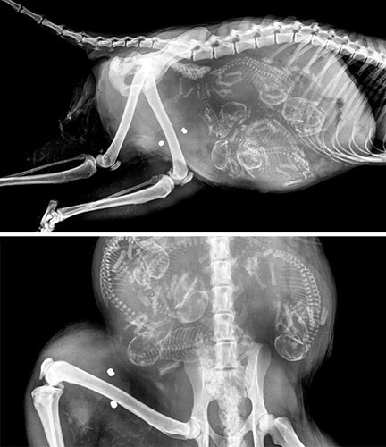 Picture 12 of Beautiful X-ray images shudder about pregnant animals