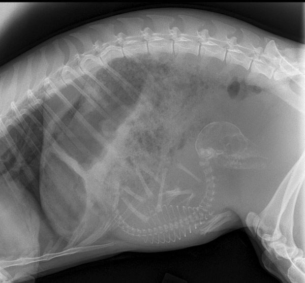 Picture 14 of Beautiful X-ray images shudder about pregnant animals