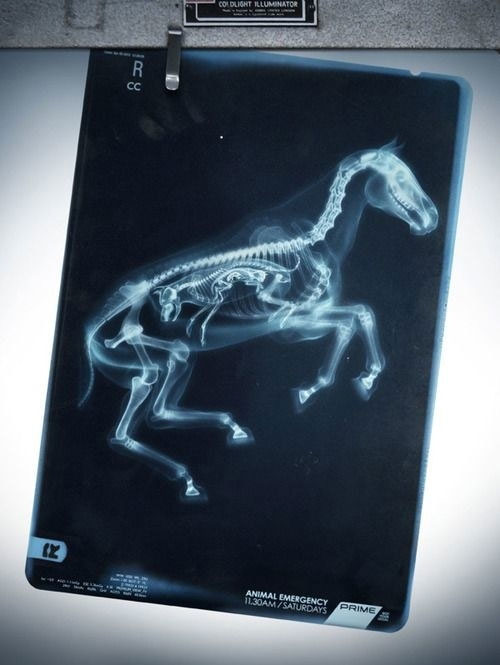 Picture 15 of Beautiful X-ray images shudder about pregnant animals