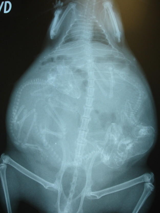 Picture 9 of Beautiful X-ray images shudder about pregnant animals
