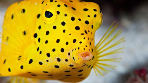 Picture 10 of Beautiful yellow in the natural world