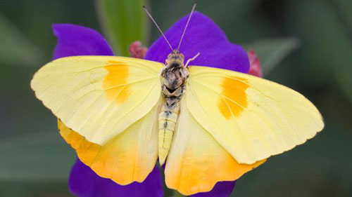 Picture 7 of Beautiful yellow in the natural world
