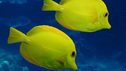 Picture 8 of Beautiful yellow in the natural world