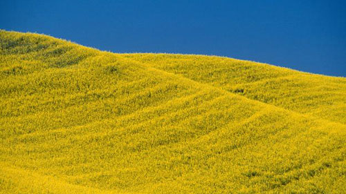 Picture 9 of Beautiful yellow in the natural world