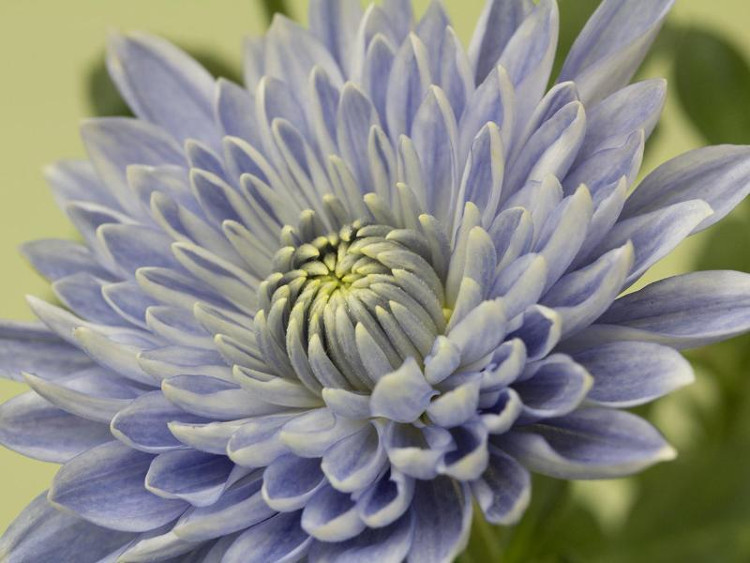 Beautifully beautiful the first green daisies in the world images 1