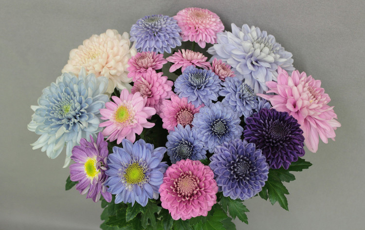 Beautifully beautiful the first green daisies in the world images 4
