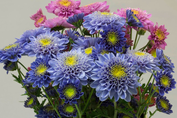 Beautifully beautiful the first green daisies in the world images 5