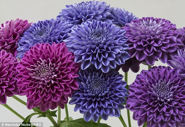 Beautifully beautiful the first green daisies in the world images 6