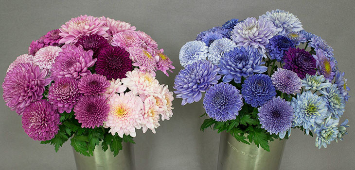 Beautifully beautiful the first green daisies in the world images 7