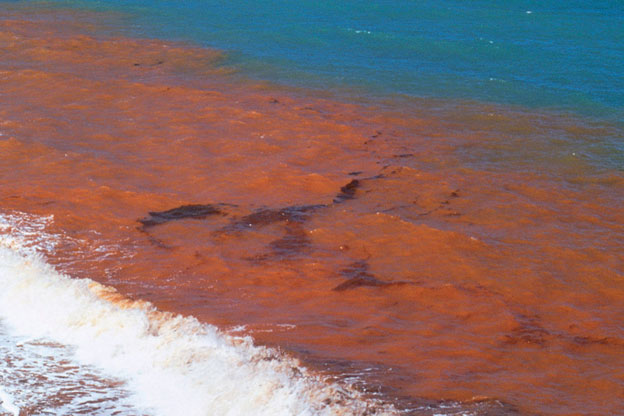 Picture 1 of 'Beauty killer' at the sea