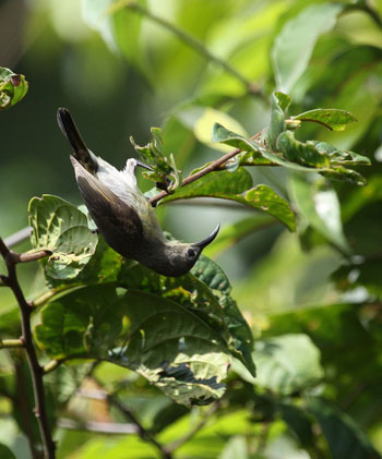 Picture 10 of Beauty of birds in the South Central Highlands