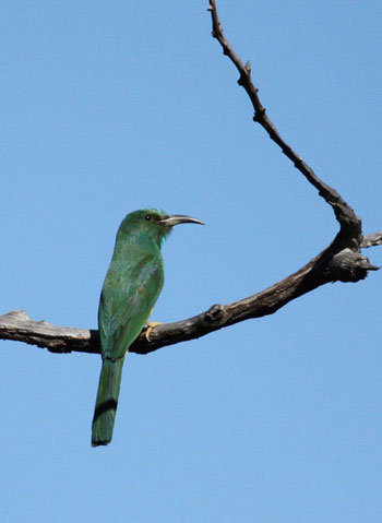 Picture 5 of Beauty of birds in the South Central Highlands