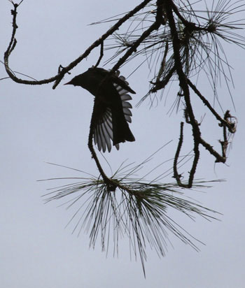 Picture 6 of Beauty of birds in the South Central Highlands