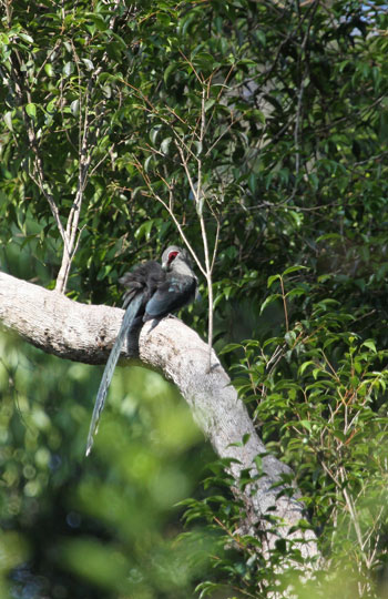 Picture 7 of Beauty of birds in the South Central Highlands