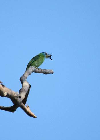Picture 8 of Beauty of birds in the South Central Highlands