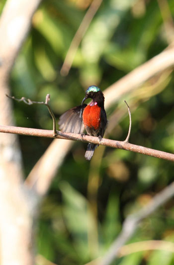 Picture 9 of Beauty of birds in the South Central Highlands