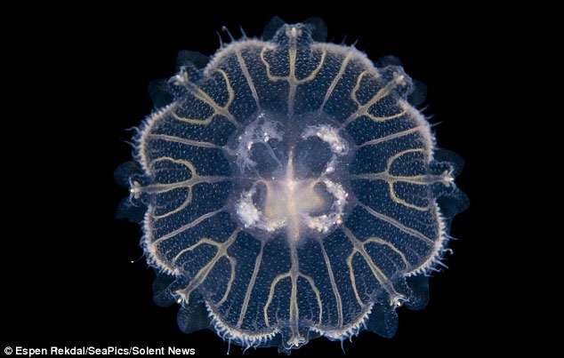 Picture 6 of Beauty of jellyfish in the dark