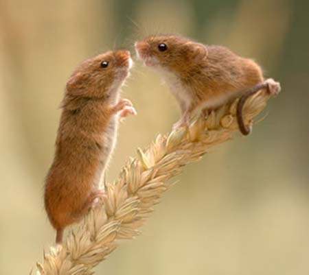 Picture 1 of Because of me, I have to be amorous