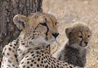 Picture 1 of Because of the child, the mother must