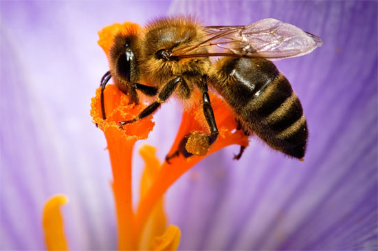 Picture 1 of Bee venom can block HIV virus