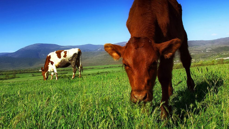 Picture 1 of Beef eat grass better for you?