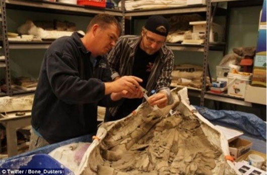 Picture 1 of Beer has yeast extracted from whale fossils 35 million years