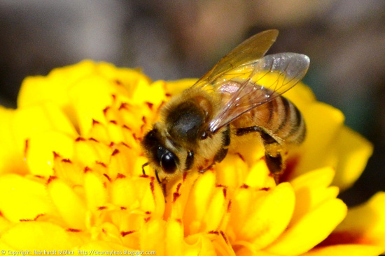 Picture 1 of Bees can detect and distinguish electrical signals from flowers