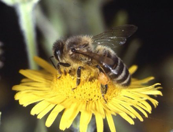 Picture 1 of Bees give humanity hundreds of billions of dollars