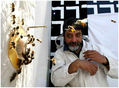 Picture 2 of Bees know how to count