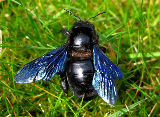 Picture 2 of Bees once fell into great extinction