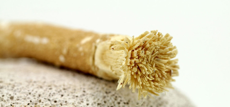 Picture 4 of Before having a toothbrush, how did the old people clean their teeth?