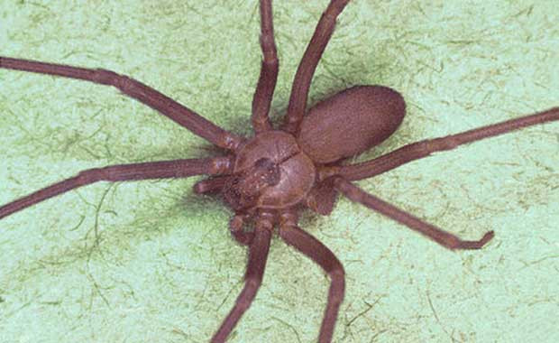 Picture 2 of Being bitten by a brown spider, an 8-year-old girl must have a skin fold to save it