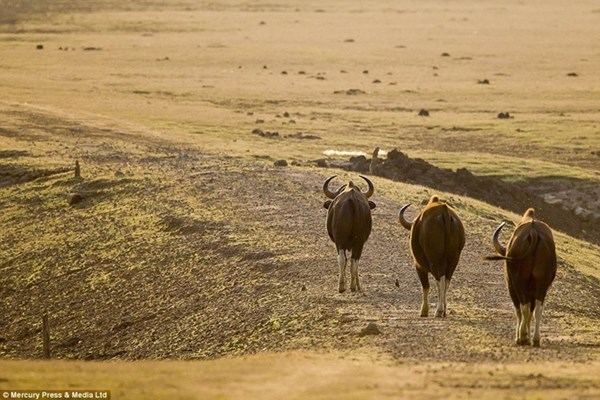Picture 8 of Being hunted by the bison, the tiger frantically took off