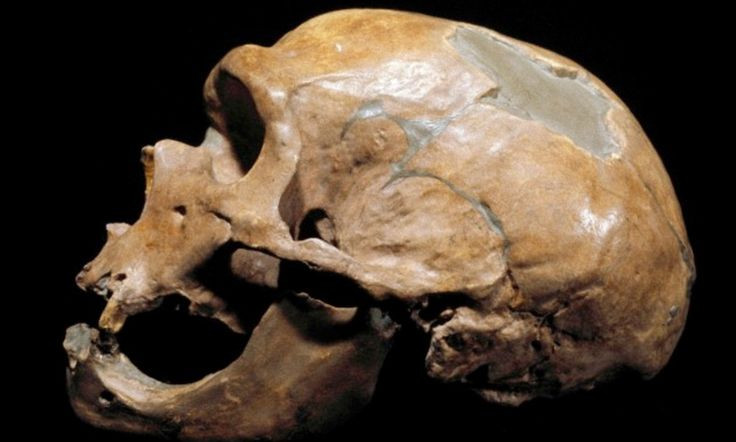 Picture 3 of Belgium: Detecting people eating meat together 40,000 years ago
